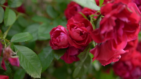 Real-red-roses-natural