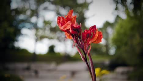 Vibrant-red-flower-in-a-vast-garden
