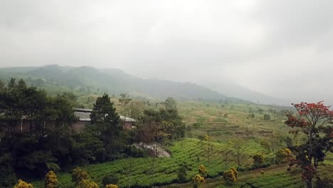 Drone-rising-over-a-tea-plantation-with-a-worker-on-a-bike-and-the-factory-in-the-background