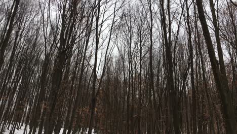 Walking-on-a-forest-road-with-trees-on-focus,-winter-season