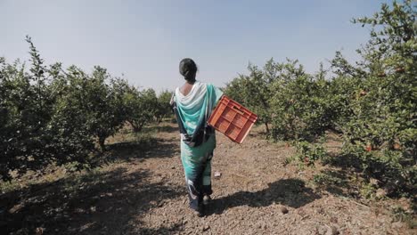 Local-Indian-woman-walking-through-a-pomegranate-farm-with-an-orange-basket