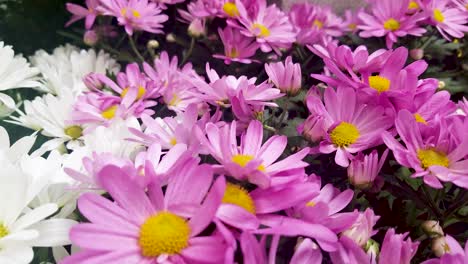 A-close-up-of-beautiful-white-a-pink-daisy-flowers