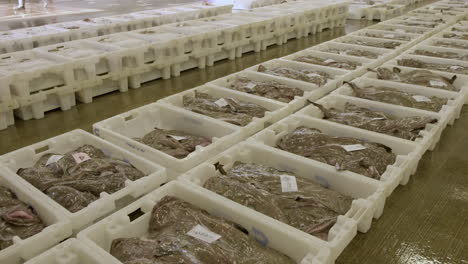 Frischer-Seeteufel-Aufgereiht-In-Plastikbehältern,-Bereit-Zur-Versteigerung-Im-Fischmarkt-Im-Hafen-Von-Fraserburgh,-Aberdeenshire,-Schottland