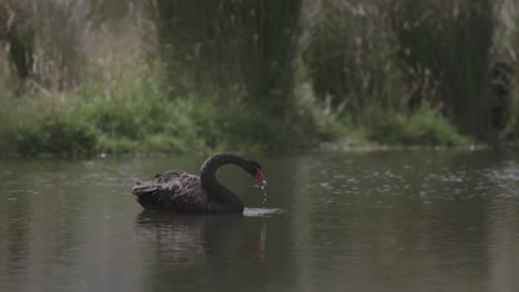 Cisne-Negro-En-El-Lago.-Camara-Lenta