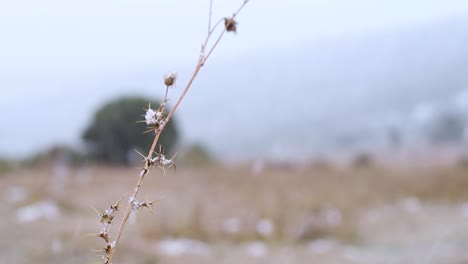 Dry-plant-with-snowflakes-in-a-snowfall