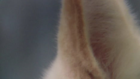 Close-up-of-white-dog-ears