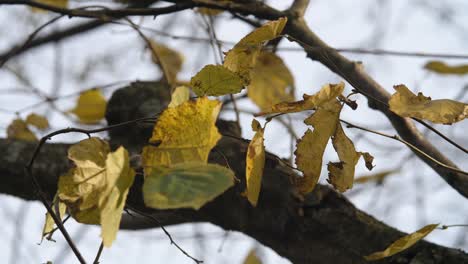 Gelbe,-Trockene-Blätter-An-Einem-Baum-Im-Herbst