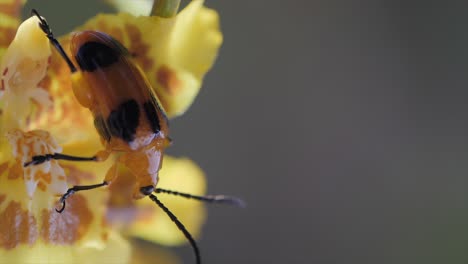 Escarabajo-De-La-Ampolla-En-El-Primer-Plano-De-La-Flor-Amarilla