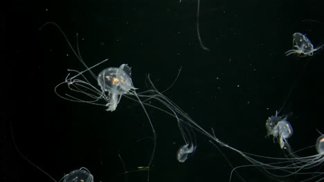 Jellyfish---Chrysaora-Quinquecirrha---Small-white-jellyfish-with-long-tentacles