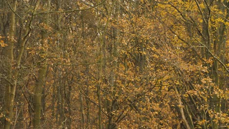 Blätter-Fallen-Im-Herbst-In-Einen-Wald