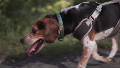 Beagle-dog-walking-through-wooded-trail-in-the-summer