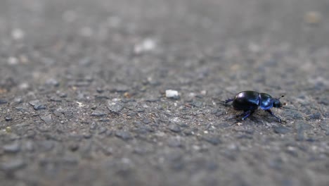 Escarabajo-Decidiendo-Irse