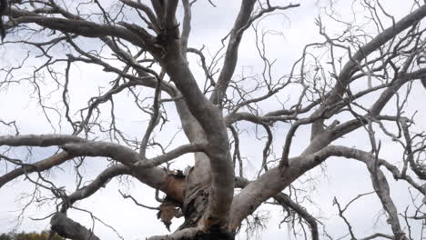 Toter-Alter-Weißer-Eukalyptusbaum