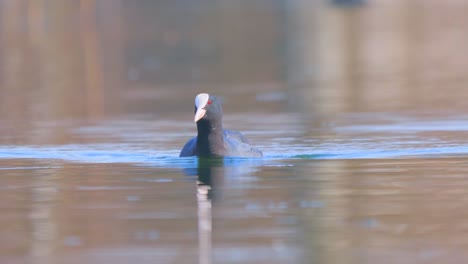 Coot-is-swimming-on-a-lake-or-pond