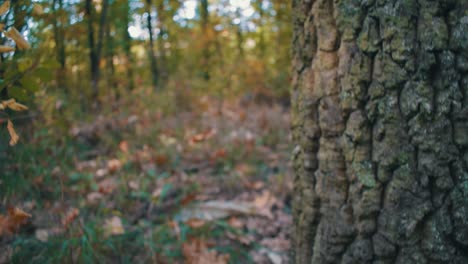 Herbstmittagsaufnahme-Im-Wald-Mit-Einem-Moosigen-Baum-Im-Vordergrund