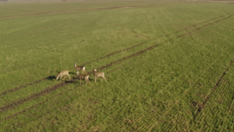 Roe-deer-walking-on-agricultural-field.-Aerial-view