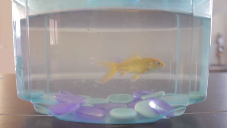 Closeup-on-a-bocal-with-a-pet-gold-fish-swimming-around