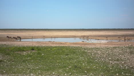 Breit-Von-Mehreren-Afrikanischen-Tieren-Rund-Um-Einen-Teich