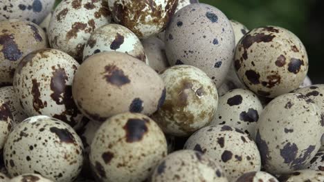 Los-Huevos-De-Codorniz-Se-Consideran-Un-Manjar-En-Muchas-Partes-Del-Mundo,-Incluidos-Asia,-Europa-Y-América-Del-Norte
