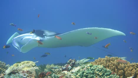 behind-some-corals-revealing-a-mantaray