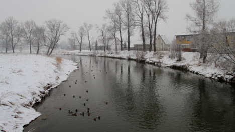 Ducks-are-swimming-in-a-slow-flowing-river-during-wintertime