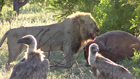 Lion-at-Buffalo-Kill-Site,-Scavenger-Vultures-Wait-Patiently
