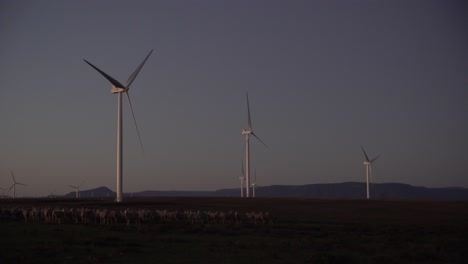 Wind-turbines-at-dawn,-with-sheep-in-foreground
