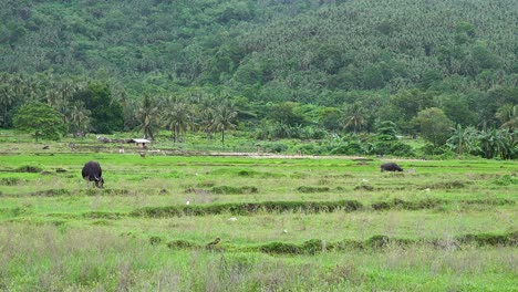 Wasserbüffel-Grasen-In-Einem-Reisfeld-In-Asien-Mit-Palmen-Und-Einem-Berghang-Im-Hintergrund