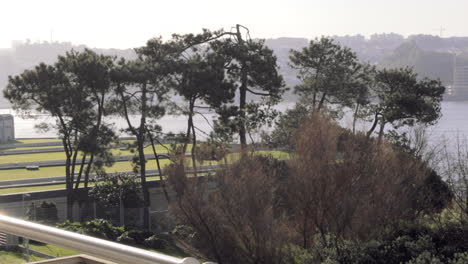 Baumgruppe-Mit-Grünem-Feld,-Fluss-Douro-Und-Vila-Nova-De-Gaia-Im-Hintergrund