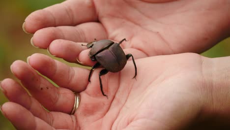 Slow-motion:-Large-Copper-Dung-Beetle-walks-on-womans-dirty-hands-away-from-camera