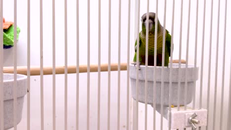 Caged-tropical-parrot-looks-at-the-camera-and-throws-a-seed-from-its-beak