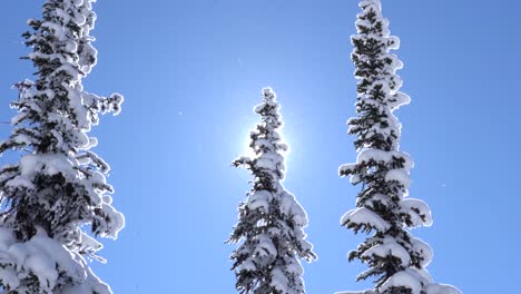 4K-Aufnahmen-Von-Schneebedeckten-Bäumen-Im-Wintersonnenschein
