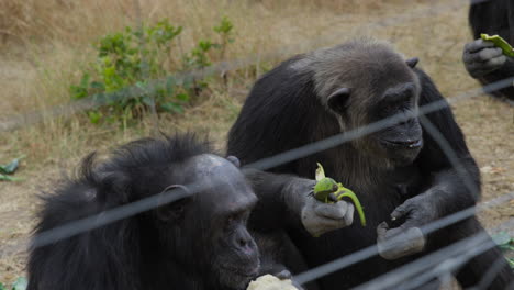 Chimpancés-Comiendo-En-Un-Santuario-En-Ol-Pejeta,-Kenia