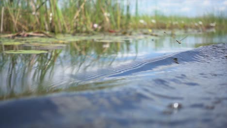 Slomo-Von-Einem-Kleinen-Boot-Im-Okavango-Delta,-Mit-Fliegenden-Libellen,-Bei-Sonnigem-Wetter
