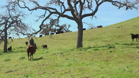 Two-oak-trees-frame-the-cattle-and-cowboy-perfectly-as-they-ride-between-them