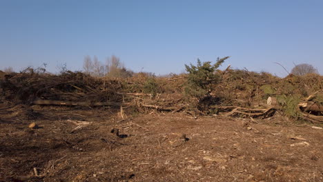Cut-down-trees-to-clear-land-for-housing-development
