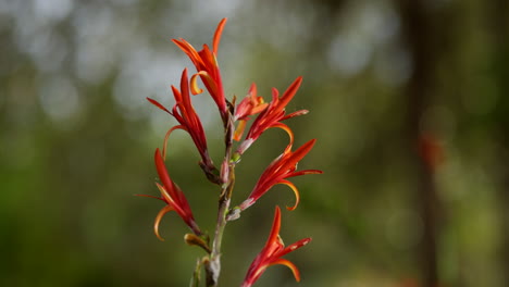 Flores-En-La-Selva-De-Nairobi,-Kenia