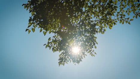 An-Einem-Schönen-Tag-Scheint-Die-Sonne-Durch-Einen-Großen-Grünen-Baum