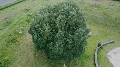 Man-playfully-walking-around-a-large-tree-in-a-park,-Drone-Shot