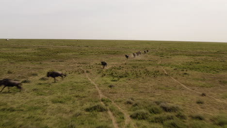 Herde-Gnus,-Die-An-Einem-Bewölkten-Tag-Während-Der-Migrationssaison-Durch-Das-Serengeti-Tal-Ziehen,-Serengeti-Nationalpark,-Tansania