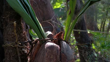 Ameisen-Laufen-Auf-Einer-Kokosnuss,-Die-An-Einen-Baum-Gebunden-Ist