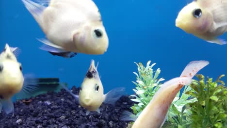 Closeup-of-white-goldfish,-with-one-black-fish-in-the-background