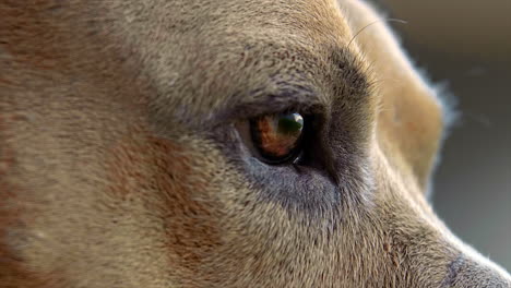 Close-Up-Of-Dogs-Eye-SHOT-AT-100FPS-4K
