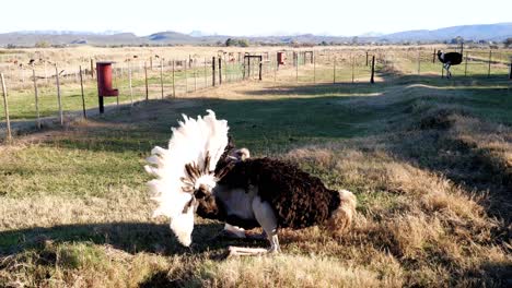 Ostrich-swings-and-hits-itself-with-head-in-sides-as-part-of-mating-ritual-in-Oudtshoorn,-South-Africa
