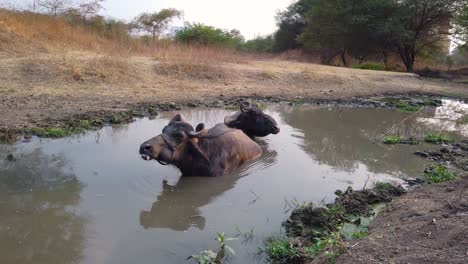 cows-bathing-in-a-small-pond-at-sunset