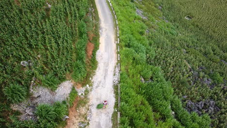 Birds-eye-drone-shot-view-of-a-Vietnamese-local-cycling-along-a-road-with-freshly-cut-rice-on-the-back-of-a-push-bike