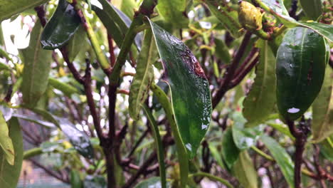Closeup-of-wet-leaves-swaying-in-the-wind
