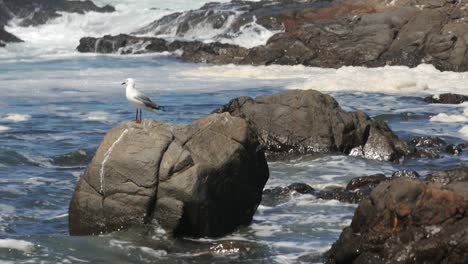 A-gull-perched-on-a-rock-during-the-coastal-incoming-tide-Slow-zoom-out