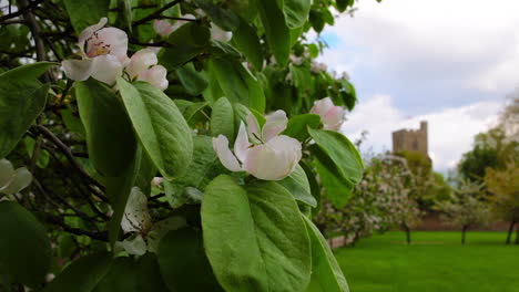 Apfelblüte-Auf-Einem-Baum-Mit-Einer-Unscharfen-Kirche-Im-Hintergrund