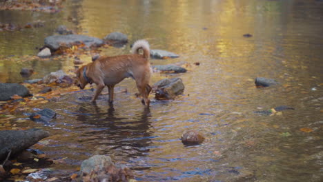 Dogs-playing-and-splashing-in-a-stream-in-autumn
